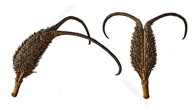 Fruits of the medicinal plant Devil`s claw