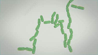 Bacteria Cells Division