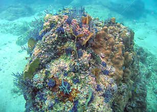 A Colorful Coral Reef in Banderas Bay near Puerto Vallarta, Mexico