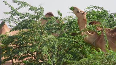 Group of dromedary camels Camelus dromedarius in desert sand dunes of the UAE eating peas and leaves of Ghaf Tr