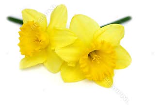 Daffodil Twins