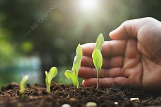 hand protection young corn plant in farm. agriculture concept