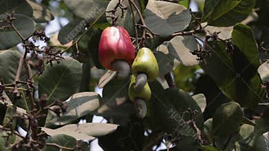 Cashews hanging on a tree in the garden.