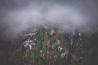 Northwest Misty Fjords Foggy Forest