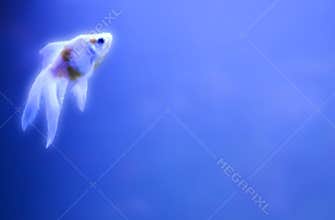 Shining fish outline