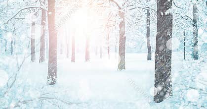 Snowy Forest Landscape In Winter Blizzard