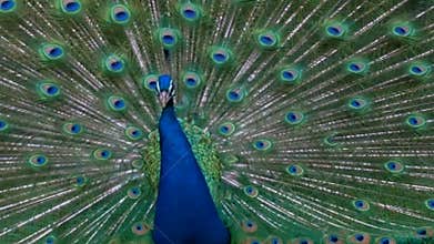 Large Male Peacock Full Plumage feathers on display loud mating call
