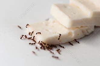 Ants eating