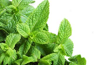 Border of mint