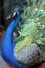 Peacock