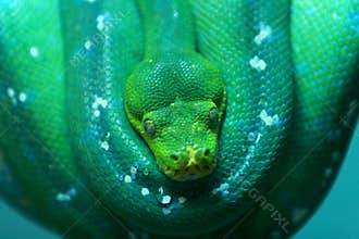 snake