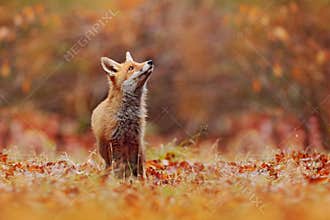 Red fox running on orange autumn leaves. Cute Red Fox, Vulpes vulpes in fall forest. Beautiful animal in the nature habitat.