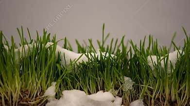 Winter snow melting, showing fresh green grass, spring coming, eco timelapse