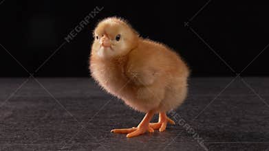 One brown newborn chicken standing
