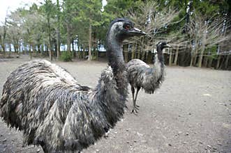 Two emu birds, flightless type