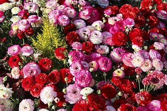 Colorful, bright field of blooming pink and red Ranunculus among green grass