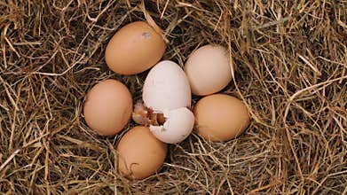 One chicken hatching from the egg - time lapse