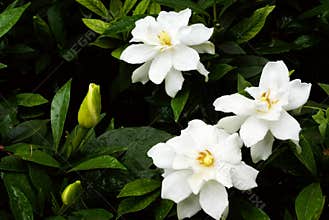 Cape jasmine flower