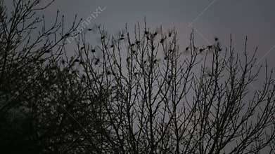 Starlings sit on a tree and then fly away.