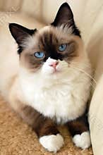 Ragdoll cat