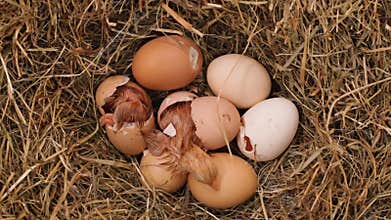 Two chicks hatching from the eggs in a hay nest, top view