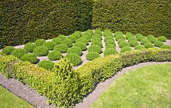 Formal lavender herb garden