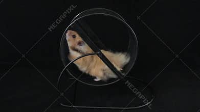 Hamster in a wheel. On a black background.