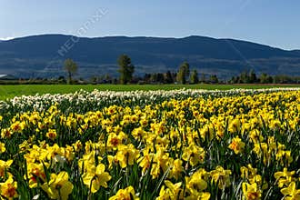 CHILLIWACK, CANADA - APRIL 20, 2019: yellow daffodils flower field at the farm in british columbia