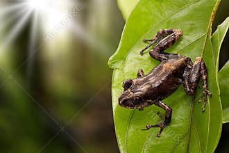 Pristimantis frog an exotic amphibian