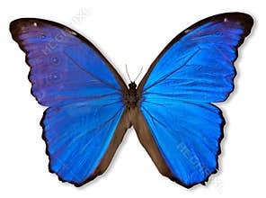 Blue Butterfly (with Path)