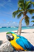 Caribbean beach