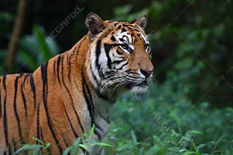 Sumatran Tiger