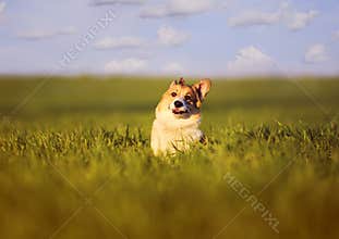 Small butterfly sat on the head of a funny little red dog puppy Corgi on a green meadow in the grass on a Sunny spring day