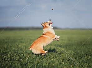 Funny little Corgi puppy runs on a green meadow and jumps after a flying butterfly on a summer glade in the grass