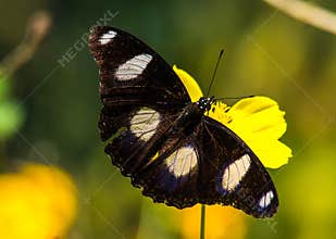 Crimson Ros, Pachliopta Hector butterfly