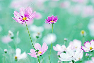 Growing cosmos flowers, nature