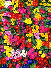 COLORFUL FLOWERS