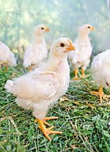 Little chicken on the farm s