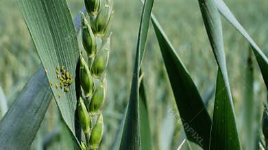 Insect pests, greenfly on green soft wheat, close-up, spring