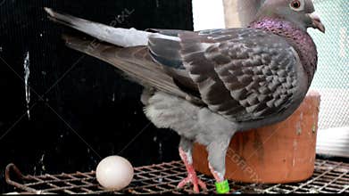 Homing pigeon brid laying egg in home loft