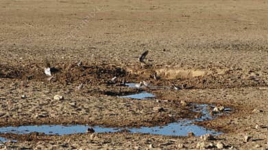 Time lapse - Cape turtle doves at a waterhole