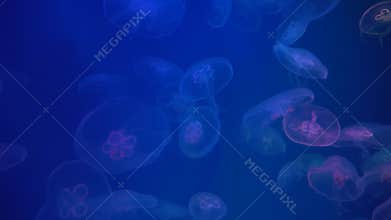 fluorescent jellyfish floating in the deep sea, marine life at blue background