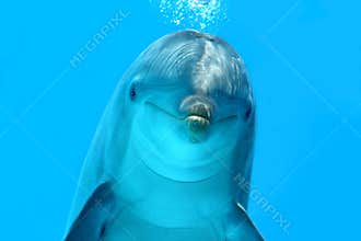 Dolphin Look