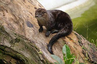 Ariranha (otter)