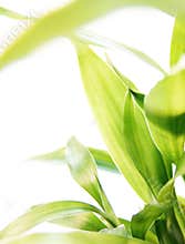 Lucky bamboo