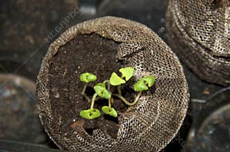 Lavender seedlings in peat pods