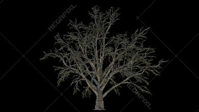 Growing Tree with Wind Alpha Channel