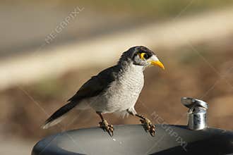 Noisy Miner (Manorina melanocephala)