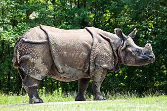 The Indian Rhinoceros, Rhinoceros unicornis aka Greater One-horned Rhinoceros