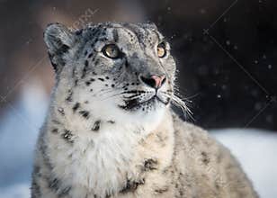 Snow Leopard Watching Snow Fall